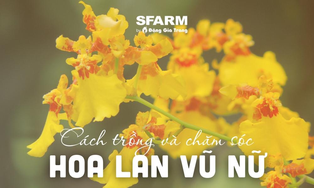 Tổng quan về lan vũ nữ mèo hoang với hoa màu vàng cam đốm nâu đỏ